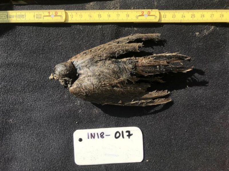 Questo uccello di 46.000 anni, conservato nel permafrost, sembra 'morto pochi giorni fa'